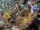 %_tempFileName20120427-1-Bethlem%20Dorid%20Nudibranch%20(2)%