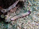 %_tempFileName20120427-1-Bethlem%20Flatworm%