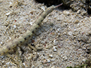 %_tempFileName20120427-1-Bethlem%20Network%20Pipefish%