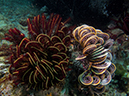 %_tempFileName20120427-2-Caban%20Cove%20Crinoids%