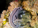 %_tempFileName20120427-2-Caban%20Cove%20Dorid%20Nudibranch%20(1)%