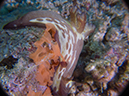 %_tempFileName20120427-2-Caban%20Cove%20Dorid%20Nudibranch%20(2)%