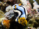 %_tempFileName20120427-2-Caban%20Cove%20Dorid%20Nudibranch%20(3)%