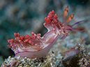 %_tempFileName20120427-3-Koala%20Aeolid%20Nudibranch%