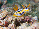 %_tempFileName20120427-3-Koala%20Dorid%20Nudibranch%20(1)%