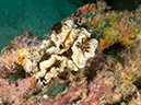 %_tempFileName20120427-3-Koala%20Dorid%20Nudibranch%20(2)%