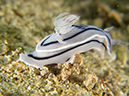 %_tempFileName20120427-3-Koala%20Dorid%20Nudibranch%20(3)%