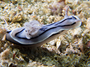 %_tempFileName20120427-3-Koala%20Dorid%20Nudibranch%20(4)%