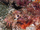 %_tempFileName20120427-3-Koala%20Raggy%20Scorpionfish%