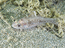 %_tempFileName20120427-4-Anilao%20Pier%20(1)%