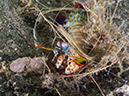 %_tempFileName20120427-4-Anilao%20Pier%20Peacock%20Mantis%20Shrimp%20(1)%