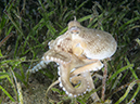 %_tempFileName20120427-4-Anilao%20Pier%20Veined%20Octopus%