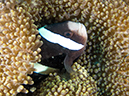 %_tempFileName20120428-1-Apols%20Point%20Clarks%20Anemonefish%