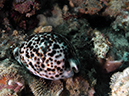 %_tempFileName20120428-1-Apols%20Point%20Cowrie%20Shell%
