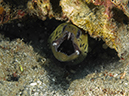 %_tempFileName20120428-1-Apols%20Point%20Fimriated%20Moray%