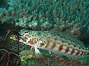 %_tempFileName20120428-1-Apols%20Point%20Latticed%20Sandperch%