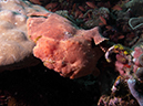 %_tempFileName20120428-1-Apols%20Point%20Painted%20Frogfish%20(1)%