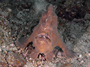 %_tempFileName20120428-1-Apols%20Point%20Painted%20Frogfish%