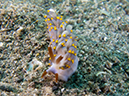 %_tempFileName20120428-2-Coconut%20Aoelid%20Nudibranch%