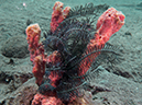 %_tempFileName20120428-2-Coconut%20Crinoid%