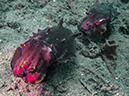 %_tempFileName20120428-2-Coconut%20Flamboyant%20Cuttlefish%20(2)%