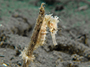 %_tempFileName20120428-2-Coconut%20Flores%20Seahorse%