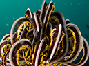 %_tempFileName20120428-3-Twin%20Rock%20Crinoid%