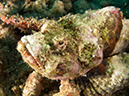 %_tempFileName20120428-3-Twin%20Rock%20Devil%20Scoprionfish%