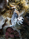 %_tempFileName20120428-3-Twin%20Rock%20Dorid%20Nudibranch%20(1)%
