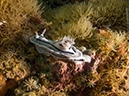 %_tempFileName20120428-3-Twin%20Rock%20Dorid%20Nudibranch%20(2)%