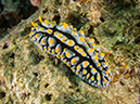%_tempFileName20120428-3-Twin%20Rock%20Dorid%20Nudibranch%20(3)%