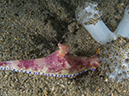 %_tempFileName20120428-3-Twin%20Rock%20Dorid%20Nudibranch%20(4)%