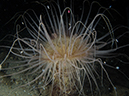%_tempFileName20120428-4-Balanoy%20Anemone%