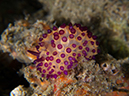 %_tempFileName20120428-4-Balanoy%20Arminid%20Nudibranch%
