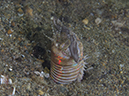 %_tempFileName20120428-4-Balanoy%20Bobbit%20Worm%