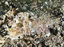 %_tempFileName20120428-4-Balanoy%20Dendronotid%20Nudibranch%
