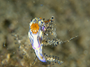 %_tempFileName20120428-4-Balanoy%20Dorid%20Nudibranch%