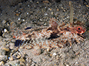 %_tempFileName20120428-4-Balanoy%20Helmut%20Gurnard%20-%20Young%