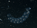 %_tempFileName20120428-4-Balanoy%20Pelagic%20Tunicate%