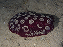 %_tempFileName20120428-4-Balanoy%20Webers%20Pleurbranch%20-%20SIdegill%20Slug%