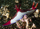 %_tempFileName20120429-1-Sunview%20Dorid%20Nudibranch%20(1)%