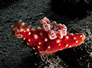 %_tempFileName20120429-1-Sunview%20Dorid%20Nudibranch%20(2)%
