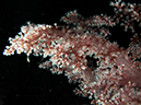 %_tempFileName20120429-1-Sunview%20Soft%20Coral%