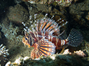 %_tempFileName20120429-1-Sunview%20Zebra%20Lionfish%