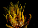 %_tempFileName20120429-2-Dead%20Palm%20Crinoid%