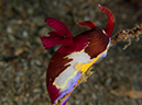 %_tempFileName20120429-2-Dead%20Palm%20Dorid%20Nudibranch%20(1)%