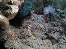 %_tempFileName20120429-2-Dead%20Palm%20Raggy%20Scorpionfish%