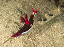 %_tempFileName20120429-3-Maint%20Bubbles%20Dorid%20Nudibranch%20(2)%