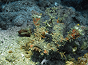 %_tempFileName20120429-3-Maint%20Bubbles%20Raggy%20Scorpionfish%