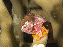 %_tempFileName20120429-4-Dakleida%20Hermit%20Crab%